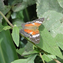 Anartia amathea