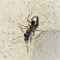 Dolichoderus doriae