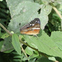 Anartia amathea