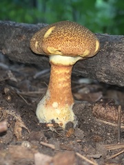 Cortinarius