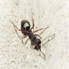 Dolichoderus doriae