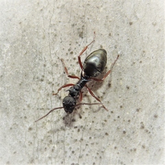 Dolichoderus doriae