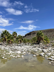 Washingtonia robusta