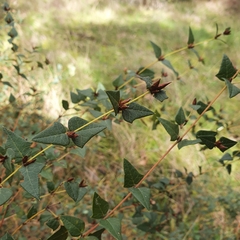 Platylobium obtusangulum