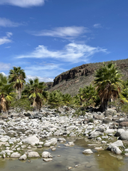 Washingtonia robusta
