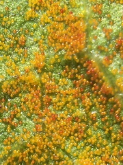 Synchytrium australe