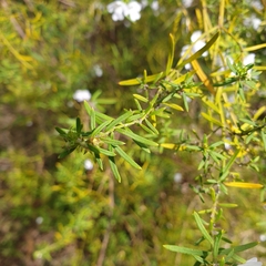 Westringieae