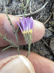 Dieteria canescens