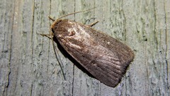 Amphipyra tragopoginis