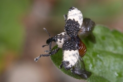 Sternuchopsis trifida