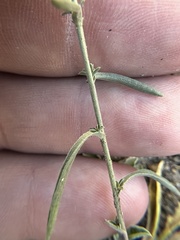 Dieteria canescens