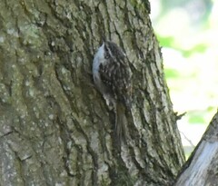 Certhia brachydactyla
