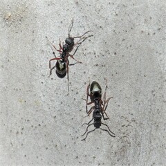 Dolichoderus doriae