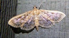 Herpetogramma pertextalis