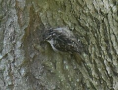Certhia brachydactyla