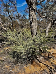 Acacia brachybotrya