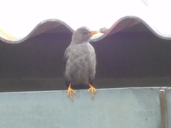Turdus chiguanco