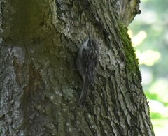 Certhia brachydactyla