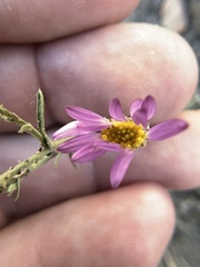 Dieteria canescens