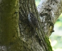 Certhia brachydactyla
