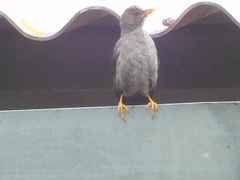 Turdus chiguanco