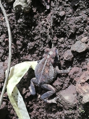 Incilius coccifer