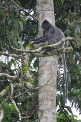 Trachypithecus cristatus