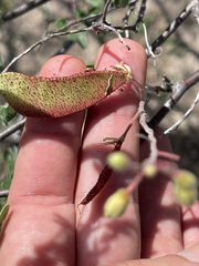 Erythrostemon pannosus