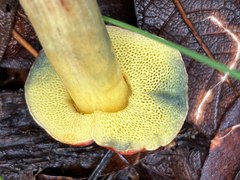 Hortiboletus