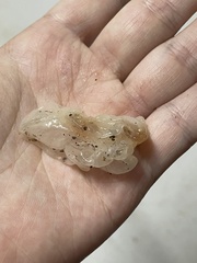 Tremella fuciformis