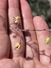 Erythrostemon pannosus