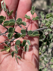 Erythrostemon pannosus