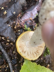 Russula lutea