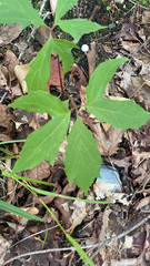 Nabalus trifoliolatus