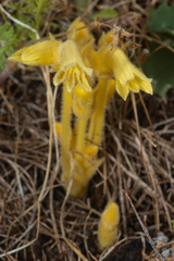 Aphyllon franciscanum