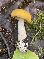 Russula lutea