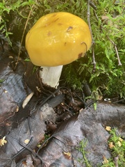 Russula lutea