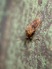 Kleidocerys resedae