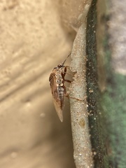 Kleidocerys resedae