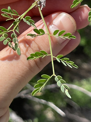Mimosa distachya