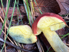 Hortiboletus