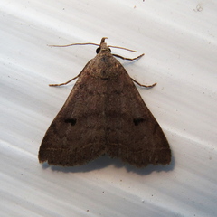 Bleptina caradrinalis