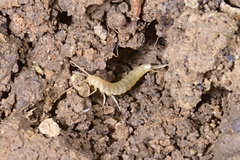 Nicoletiidae