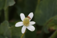 Copestylum sexmaculatum