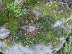 Peltigera malacea