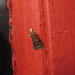 Eulogia ochrifrontella