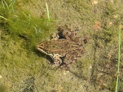 Rana luteiventris
