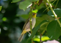 Zosterops lateralis