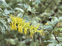 Prosopis palmeri