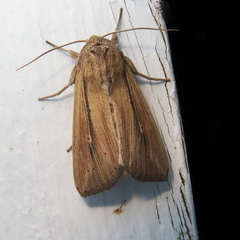 Mythimna oxygala